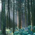 Sunlight streams through a dense grove of tall, straight pine trees illuminating the misty air and green forest floor.