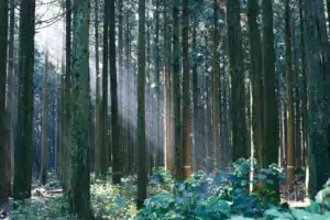 Sunlight streams through a dense grove of tall, straight pine trees illuminating the misty air and green forest floor.